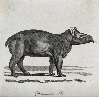 A tapir. Etching by P. Mazell