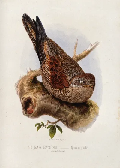 A tawny goatsucker bird (Nyctibius grandis)