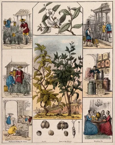 A tea plant (Camellia sinensis), its flowers and seeds, bordered by six scenes illustrating its use by man