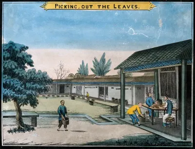 A tea plantation in China: workers grade the tea leaves by hand