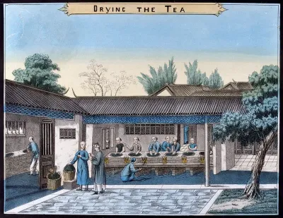 A tea plantation in China: workers heat and dry the tea leaves