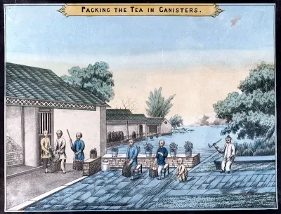 A tea plantation in China: workers pack the tea into canisters for export
