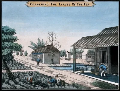 A tea plantation in China: workers pick the tea leaves