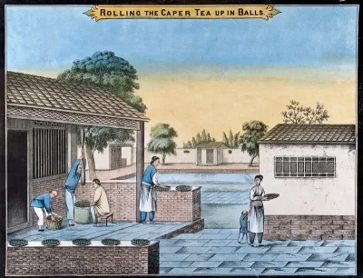 A tea plantation in China: workers roll the caper tea into balls