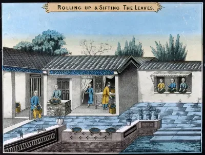 A tea plantation in China: workers roll up and sift the tea leaves