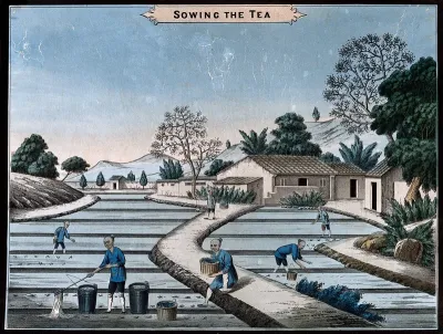 A tea plantation in China: workers sow the seed