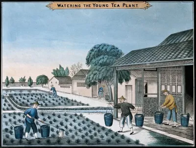 A tea plantation in China: workers water the young plants
