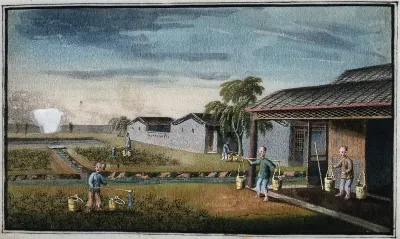 A tea plantation in China: workers water the young tea plants