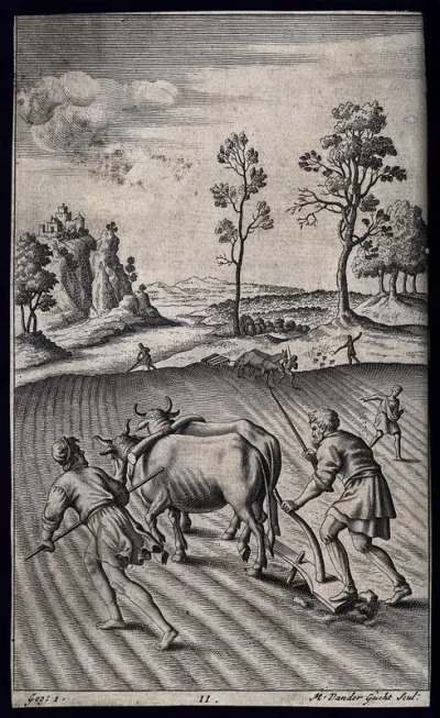 A team of oxen being made to pull a plough