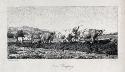 A team of oxen being made to pull a plough