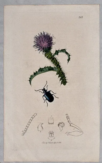 A thistle (Carduus acanthoides) with an associated beetle and its anatomical segments