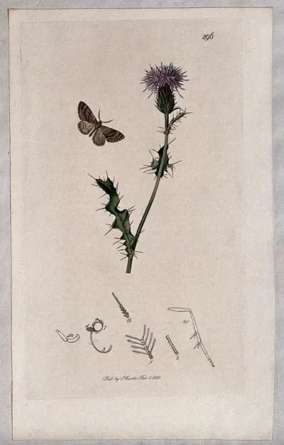 A thistle (Carduus arvensis) with an associated moth and its abdominal segments