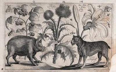 A thistle in the centre with a boar to the left facing a mastiff to the right, all surrounded by various plants and insects