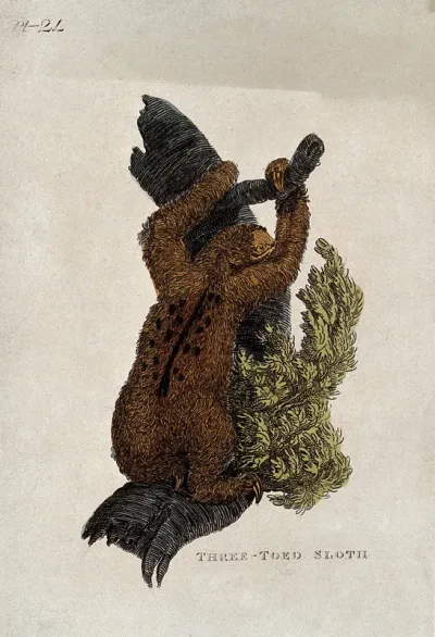 A three toed sloth climbing a tree
