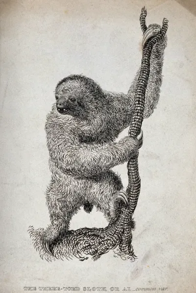 A three-toed sloth or ai (Bradypus tridactylus)