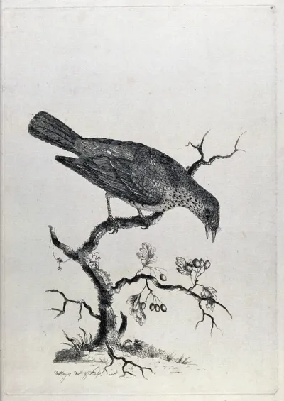 A thrush eating berries