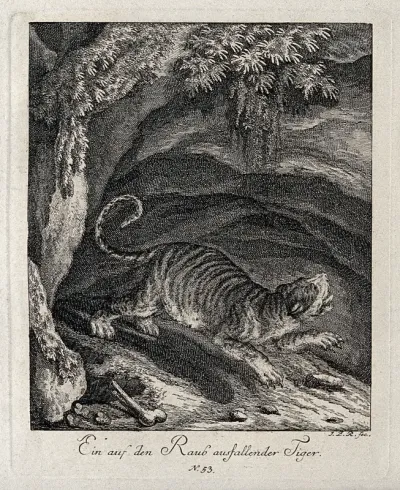 A tiger about to pounce on its prey