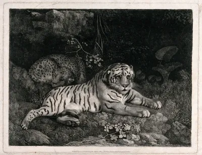A tiger and a sleeping leopard