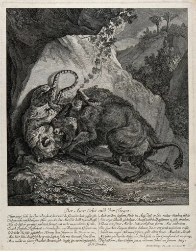 A tiger and an ox fighting outside a cave in the mountains