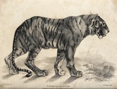 A tiger (Felis tigris)