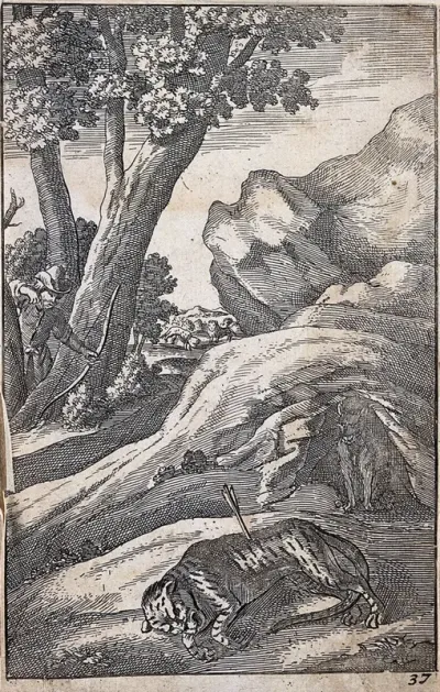 A tiger lies in the foreground shot by an archer who appears between the trees; illustration for a fable by J