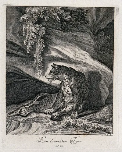 A tiger lying in wait for prey in a rocky landscape