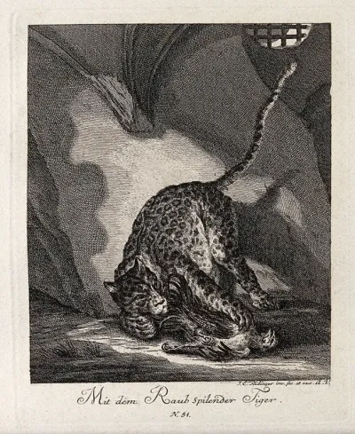 A tiger playing with its prey in a cave