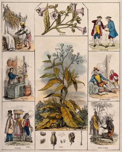 A tobacco plant (Nicotiana tabacum), its flowers and seeds, bordered by six scenes illustrating its use by man