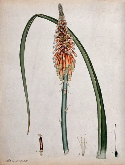 A torch lily (Kniphofia alooides): flowering stem, leaf and floral segments