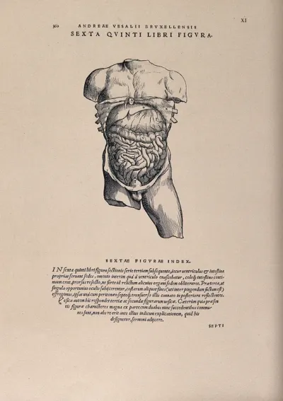 A torso, dissected to reveal the liver, stomach and intestines