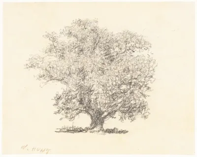 A Tree in Full-Leaf
