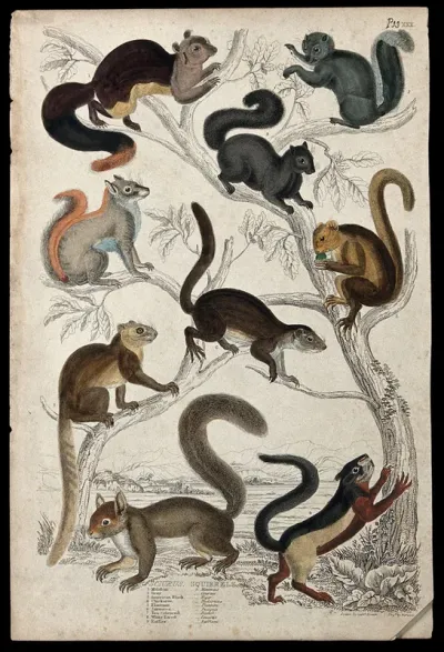 A tree populated by nine different specimen of the family of Scividae (squirrels)