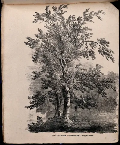 A tree, possibly a silver birch (Betula pendula), with surrounding vegetation