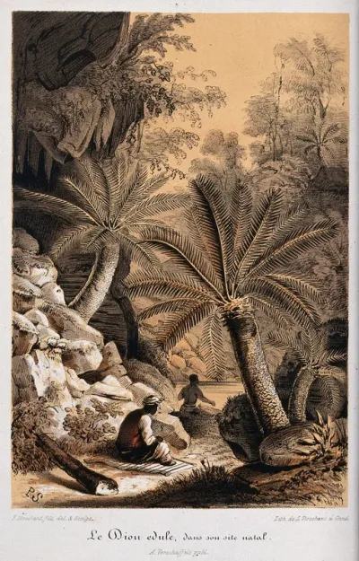 A tropical landscape with native chamal plants (Dioon edule)