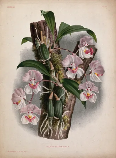 A tropical orchid (Aganisia cyanea): flowering plant on a branch