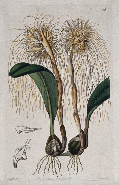 A tropical orchid (Bulbophyllum species): flowering plant and floral segments