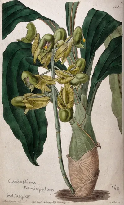 A tropical orchid (Catasetum purum): flowering plant