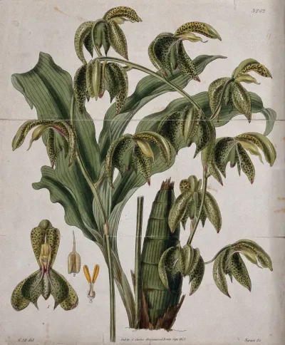 A tropical orchid (Catasetum trifidum): flowering stem, leaf and floral segments