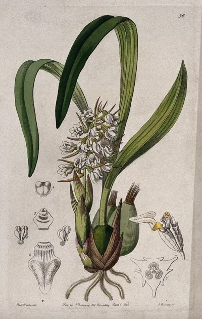 A tropical orchid (Coelia baueriana): flowering plant and floral segments