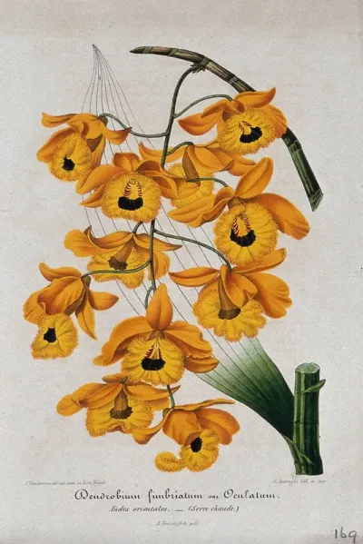 A tropical orchid (Dendrobium fimbriatum var