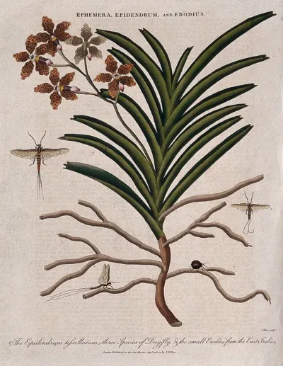 A tropical orchid (Epidendrum tessellatum), three day-flies (Ephemera species) and a small beetle (Erodius species)