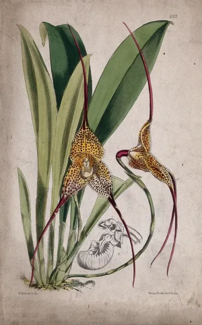A tropical orchid (Masdevallia chimaera): flowering plant and separate flower