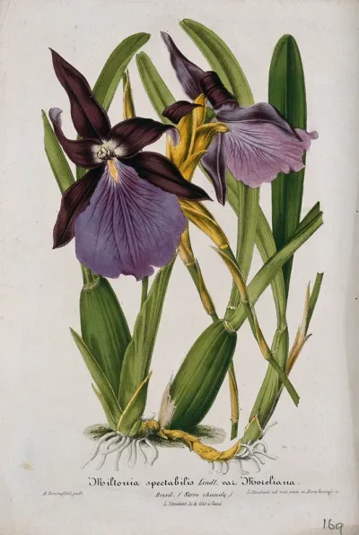 A tropical orchid (Miltonia spectabilis var