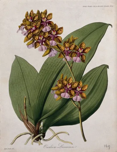 A tropical orchid (Oncidium lanceanum): flowering stem and leaves