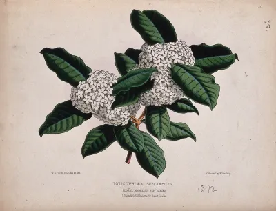 A tropical plant (Acokanthera spectabilis): flowering stem