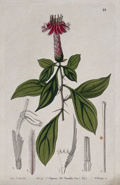 A tropical plant (Barnadesia rosea): flowering stem and floral segments