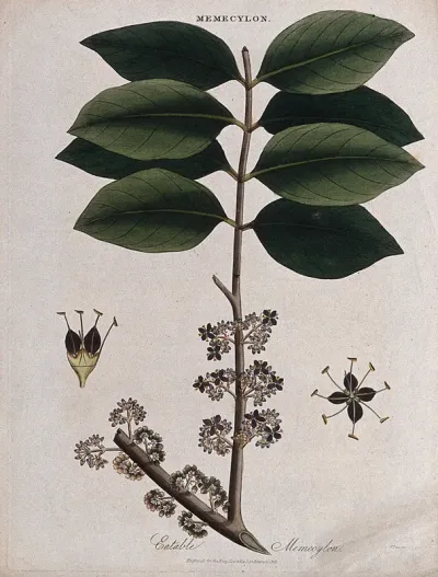 A tropical plant (Memecylon edule): flowering branch