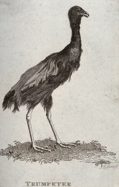 A trumpeter (large black South American cranelike bird of the genus Psophia)