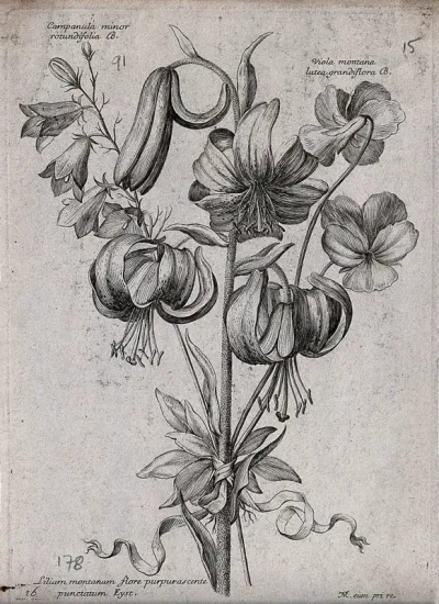 A Turk's-cap lily (Lilium martagon), a harebell (Campanula rotundifolia) and a pansy (Viola species): flowering stems