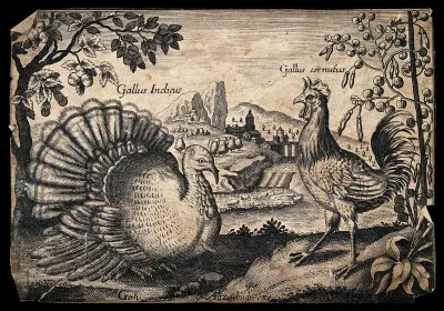 A turkey and cockerel set in natural surroundings